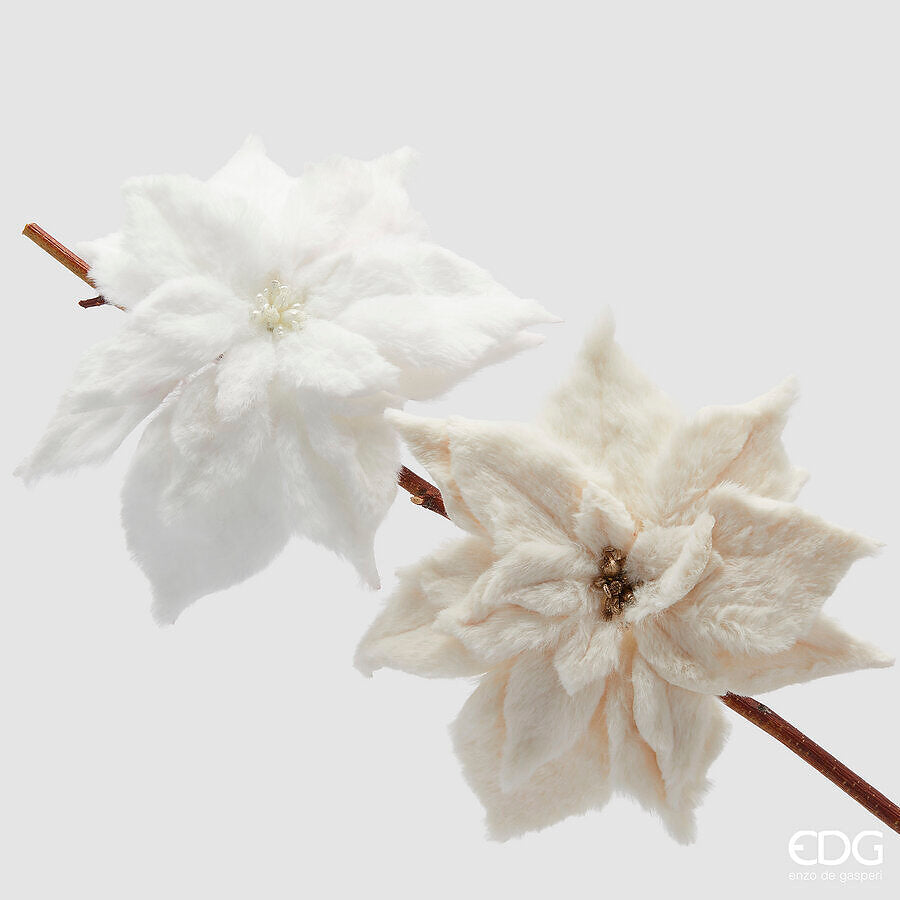 Flor de Pascua Blanca Terciopelo