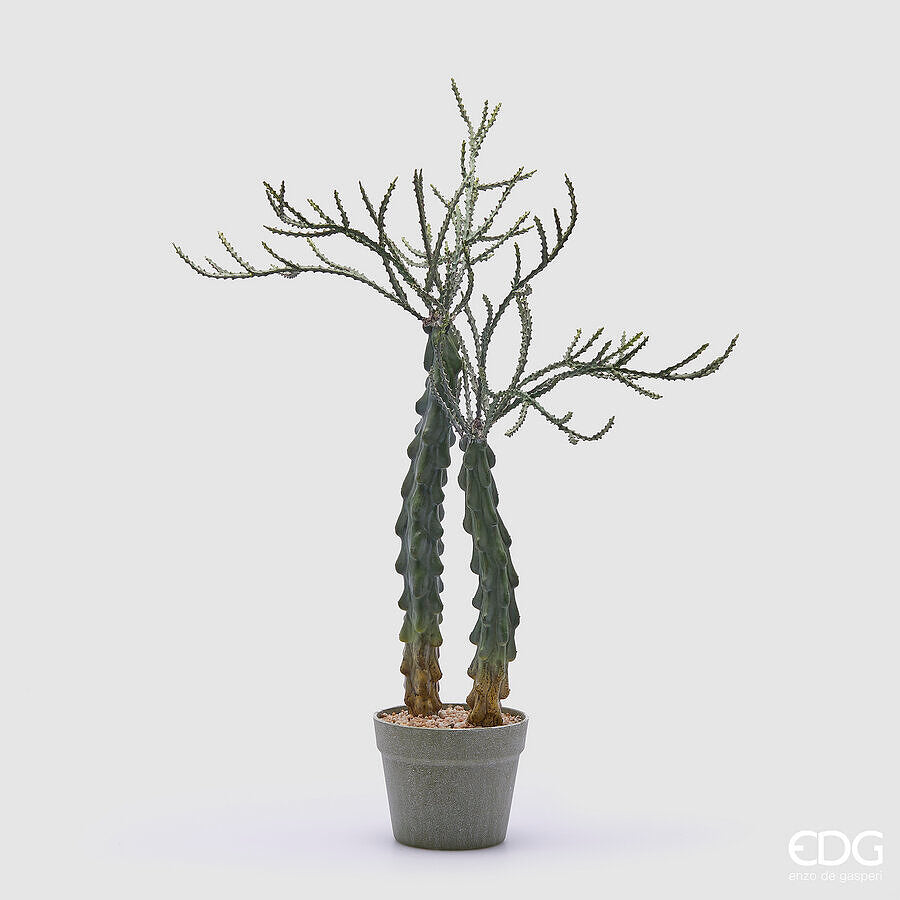 Árbol Cactus