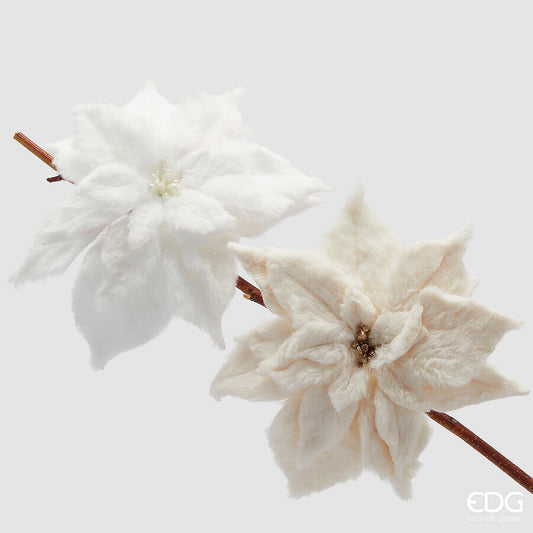 Flor de Pascua Blanca Terciopelo
