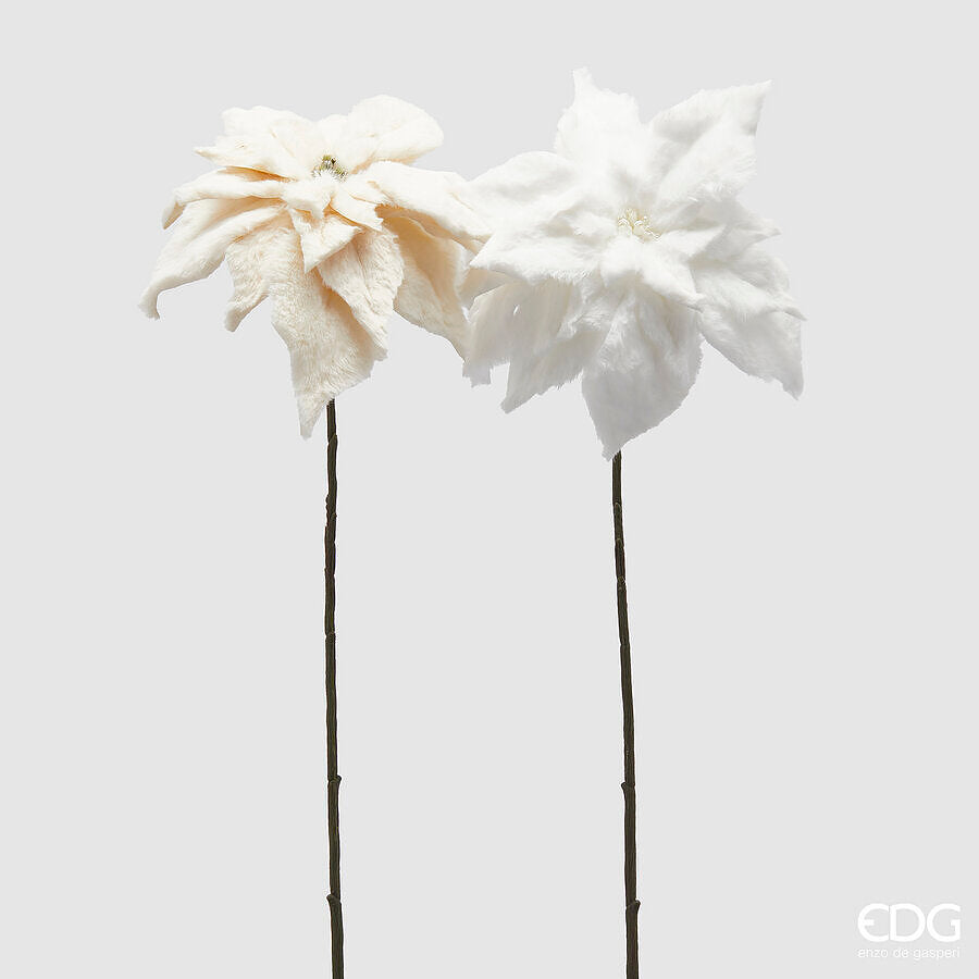 Flor de Pascua Marfil