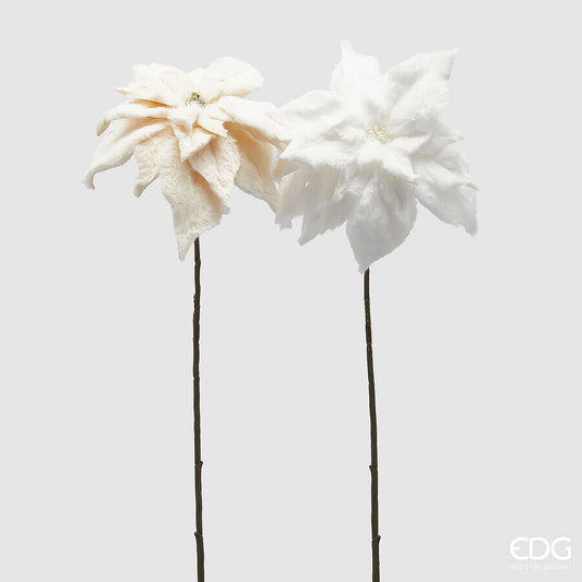 Flor de Pascua Marfil