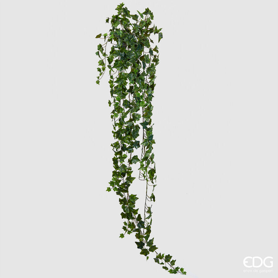 Planta decorativa hiedra