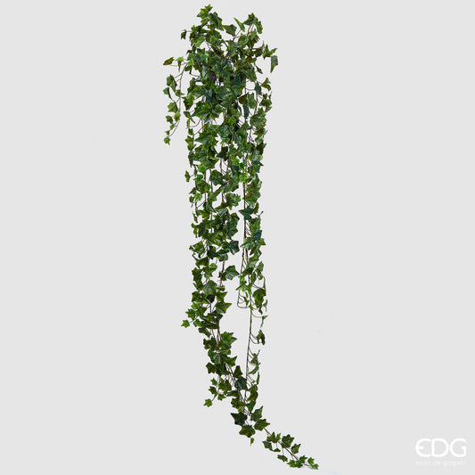 Planta decorativa hiedra