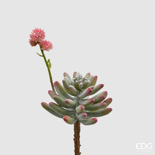 Planta Deco